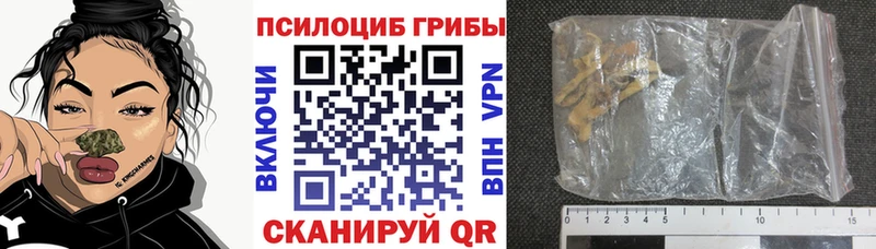 купить  сайты  Вятские Поляны  Галлюциногенные грибы Psilocybe 